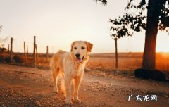 金毛犬是哪里的狗 金毛犬是哪国的犬种
