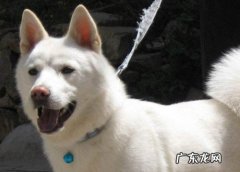 秋田犬为什么掉毛这么厉害 秋田犬掉毛吗