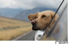 什么是治疗犬 什么是治愈犬