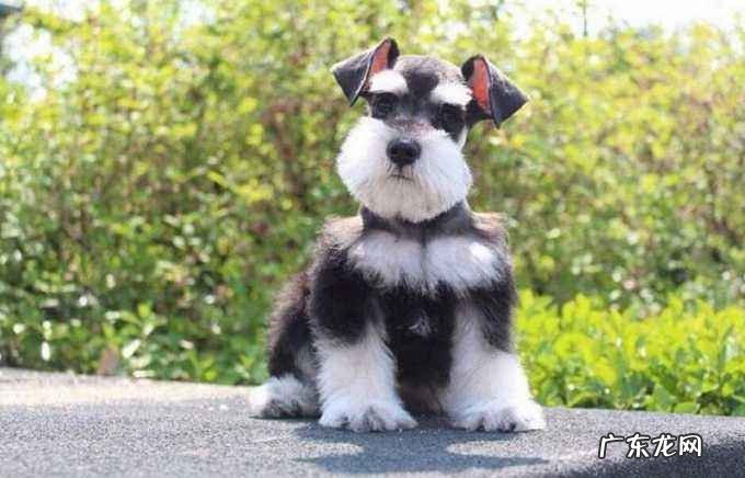 雪纳瑞迷你和标准价格 迷你雪纳瑞多少钱