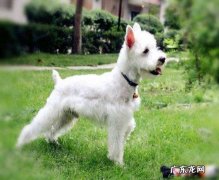 纯种雪纳瑞犬价格 白色雪纳瑞犬价格