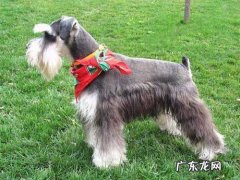 雪纳瑞的价格多少钱一只 雪纳瑞的价格