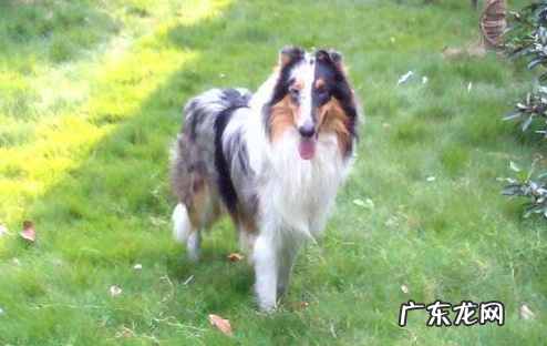 边牧 价格 苏牧边牧价格