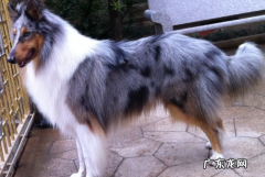 陨石色牧羊犬 陨石色苏牧多少钱一只