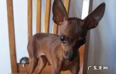 养小鹿犬的人都后悔了 小鹿犬为什么没人养
