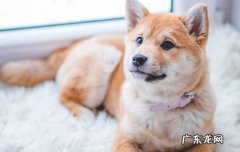 北京办狗证多少钱 狗证多少钱