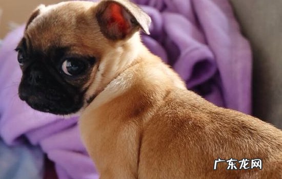 巴哥犬像哮喘一样的呼吸急促后腿还抽筋 巴哥犬像哮喘一样的