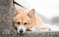狗狗吃屎是什么原因缺什么 狗狗吃屎是什么原因