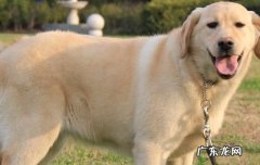 拉布拉多幼犬如何喂养需要注意哪些 拉布拉多喂养注意事项