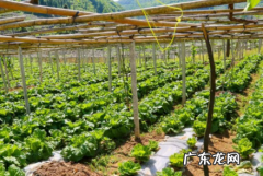 喷了多菌灵的蔬菜多久可以吃 多菌灵可用于蔬菜吗