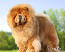 松狮犬大约多少钱一条 松狮幼犬多少钱一只?