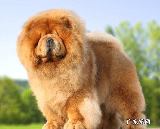 松狮犬大约多少钱一条 松狮幼犬多少钱一只?