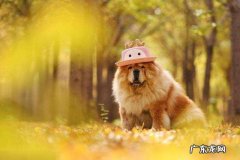 松狮多少钱一条 松狮多少钱