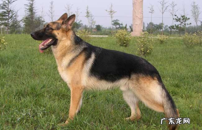 德国牧羊犬价格多少 德国牧羊犬价格