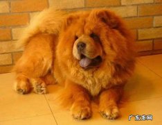 松狮犬价钱 松狮狗的价格
