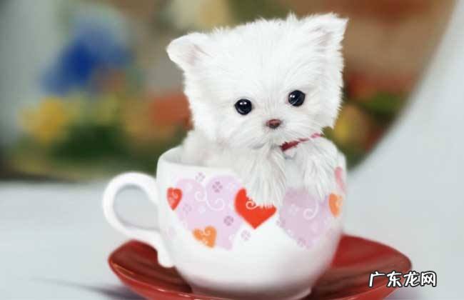 一只茶杯犬多少元钱 一只茶杯犬多少元