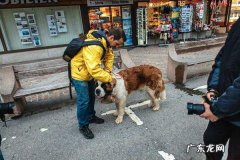 圣伯纳犬价格是多少 圣伯纳犬价格
