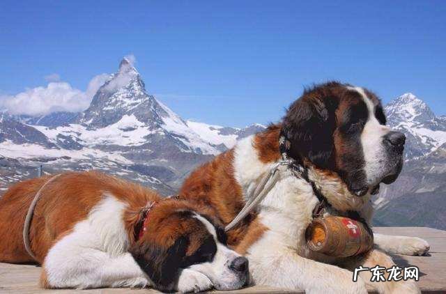 圣伯纳犬成年犬价格 圣伯纳狗价格