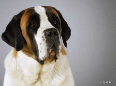 圣伯纳犬成年犬价格 圣伯纳幼犬价格