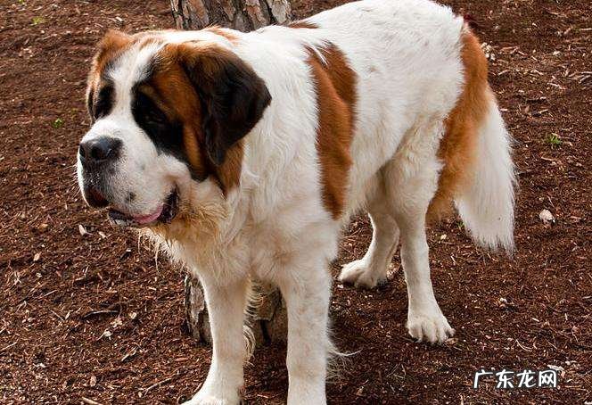 圣伯纳犬图片价格 圣伯纳犬纯种价格