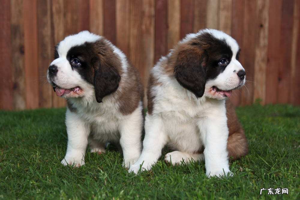 圣伯纳犬多少钱一箱 圣伯纳幼犬多少钱一只