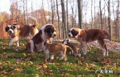 短毛圣伯纳犬图片 短毛圣伯纳多少钱