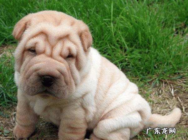沙皮狗的价格 纯种沙皮犬多少钱一只?