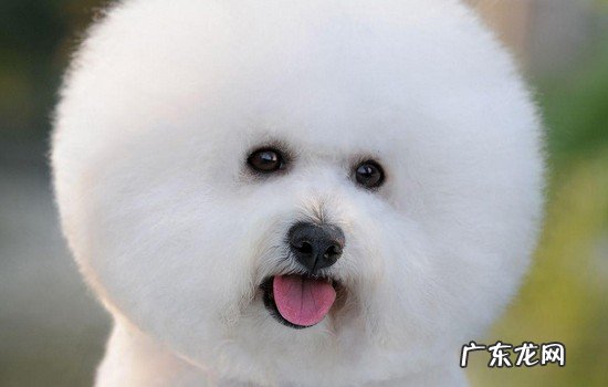 狗剃毛之后得了皮肤病怎么办 狗剃毛后是不是容易得皮肤病