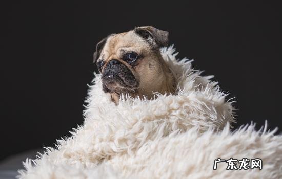 狗剃毛后自卑要多久可以缓解 狗剃毛后自卑吗