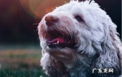 狗狗剃毛以后抑郁了怎么办 狗剃毛后自卑要多久可以缓解