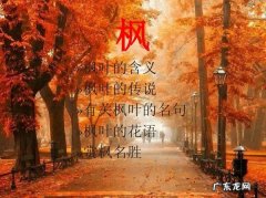 思枫的寓意