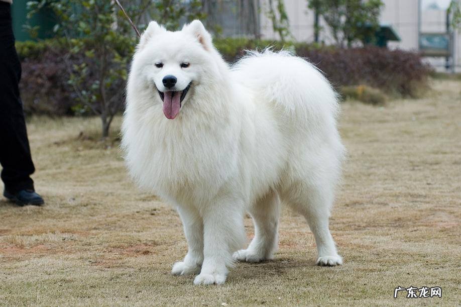 宠物店萨摩耶幼犬多少钱一只 萨摩耶幼犬多少钱一只