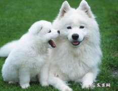 萨摩耶犬多少钱一只 萨摩耶价格