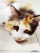 养了两只猫 是什么原因让你养了第二只猫
