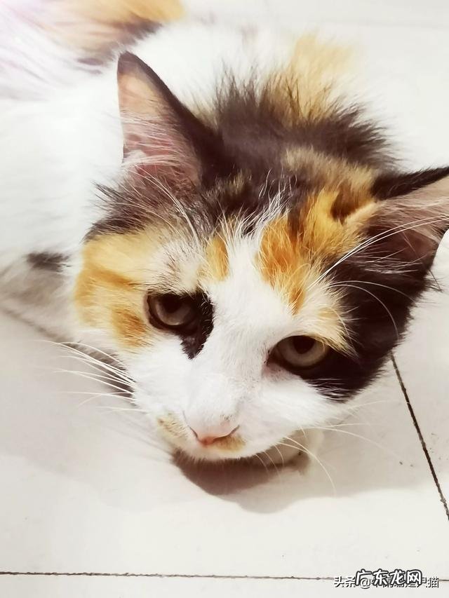 养了两只猫 是什么原因让你养了第二只猫