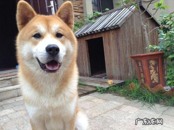 日本秋田犬价格多少钱一只?摸准行情很重要! 日本秋田犬价格