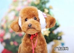 小泰迪多少钱一条 小泰迪多少钱