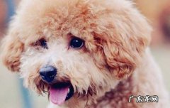 泰迪狗多少钱 泰迪狗价格