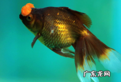 金鱼不打氧气能养活吗 养金鱼要打氧气吗