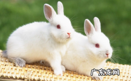 两只兔子多少天可以生崽 兔子生崽会分两次吗