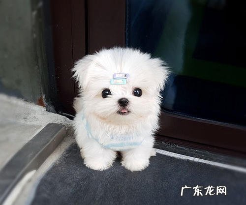 马尔济斯犬价钱 马尔济斯犬的价格