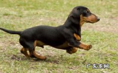 黑色腊肠犬图片 黑色腊肠狗多少钱一只
