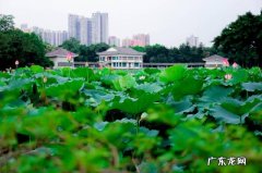 广州哪些公园有荷花看