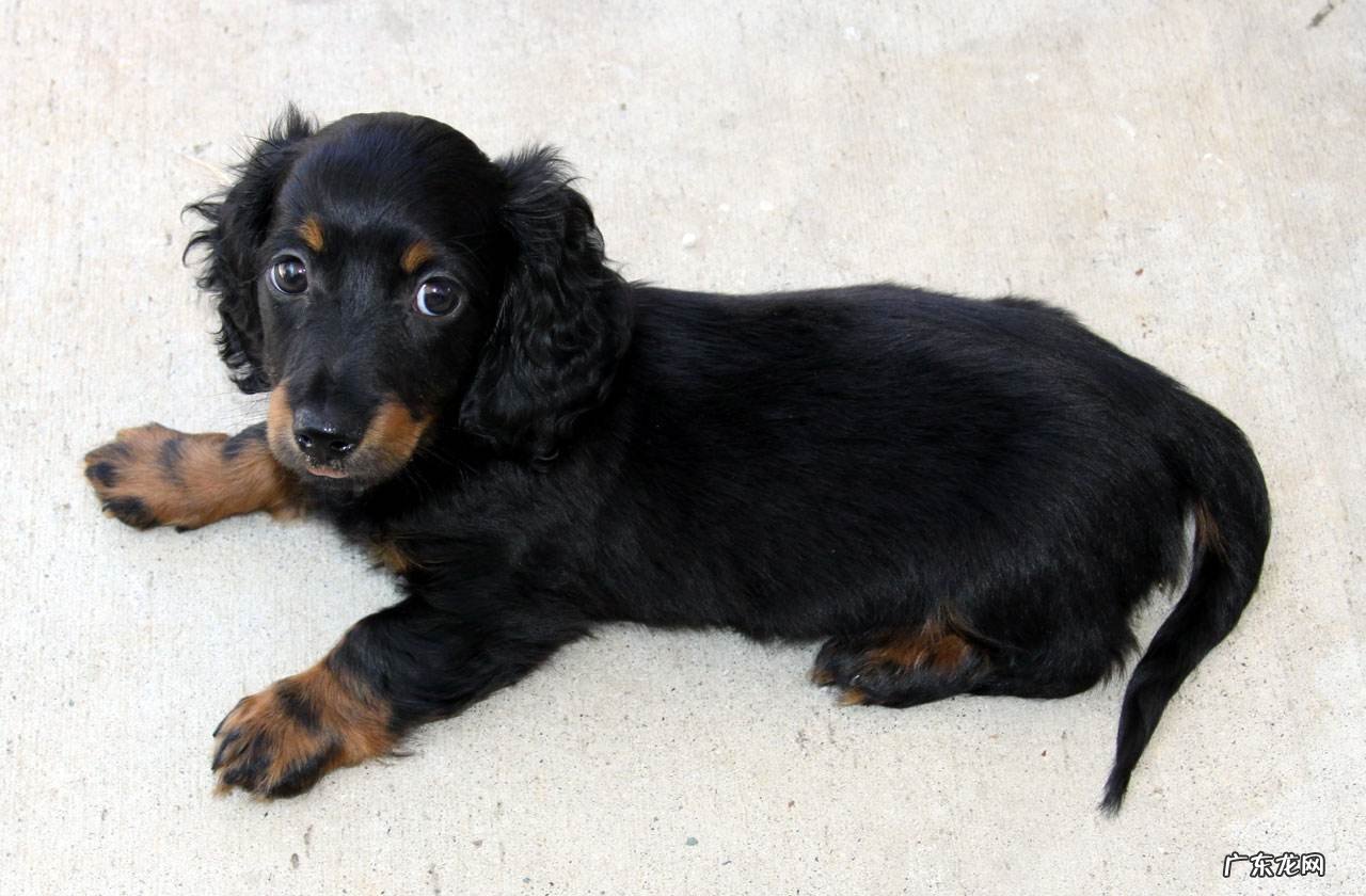 腊肠狗多少钱一只? 腊肠狗多少钱一只