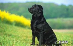 黑色拉布拉多犬价格多少钱一只 黑色拉布拉多犬价格