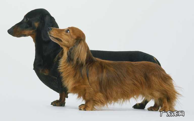 腊肠犬的价格 德国腊肠犬多少钱一只