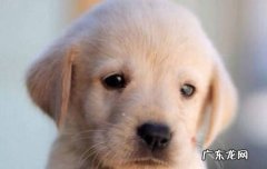 小拉布拉多多少钱一条 小拉布拉多多少钱