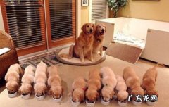 拉布拉多多少钱 拉布拉多犬的价格