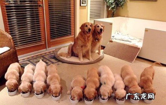 拉布拉多多少钱 拉布拉多犬的价格
