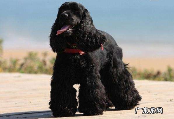 可卡犬的价格 纯种可卡犬多少钱